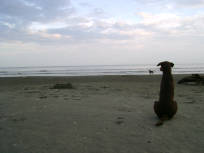 Perro poeta en la playa